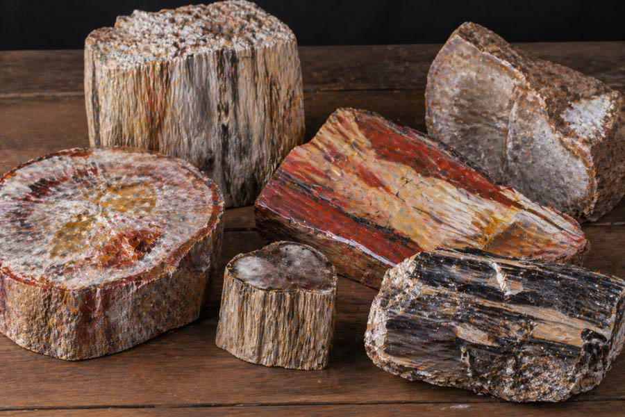 chunks of petrified wood chunks of petrified wood