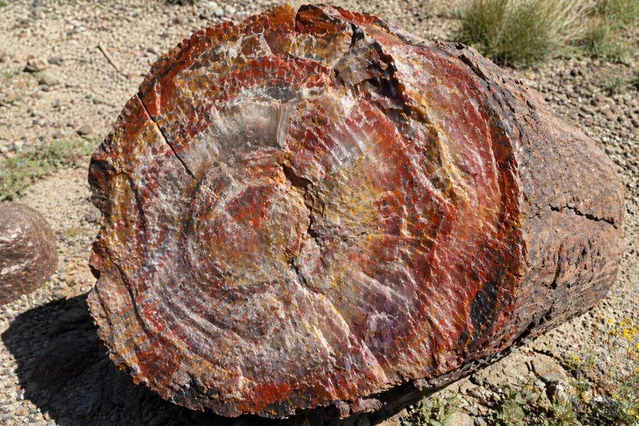 Petrified Log in the Desert Petrified Log in the Desert