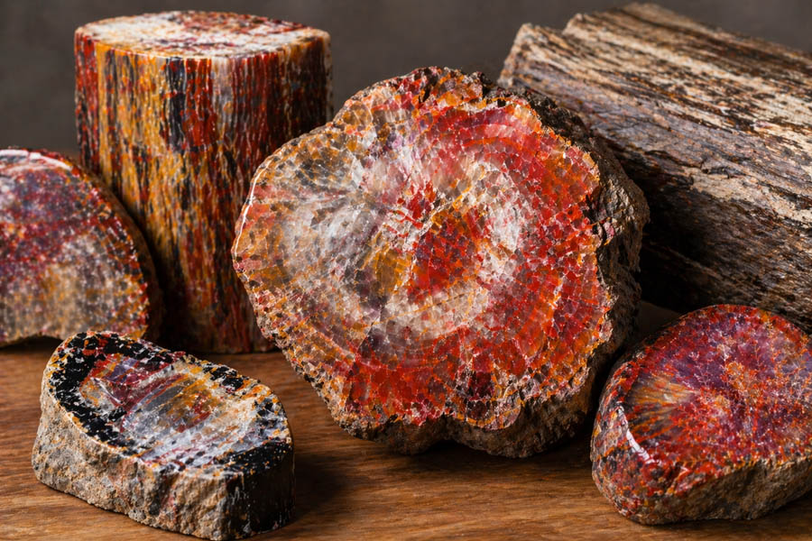 petrified wood sliced trunks petrified wood sliced trunks
